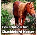 The Foundation for Shackleford Horses