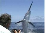 Attacking Marlin Video
